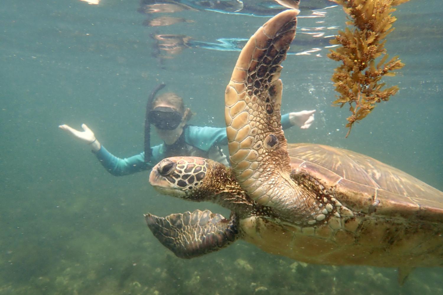 一名<a href='http://vooo.ngskmc-eis.net'>博彩网址大全</a>学生在Galápagos群岛游学途中与一只巨龟游泳.
